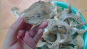 Tổ Yến thô nguyên chất 100% nhà nuôi