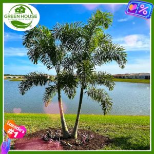 Green House® - Hawaiian Palm Tree Seeds for Planting Fruit Plants (5 Seed) Foxtail incl. Planting Instruction