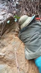 Mật ong rừng Cúc Phương (MẬT ONG ĐÁ)- Mật mới 2024 Mật Ong Chai 500Ml Mật Ong Tự Nhiên Không Chất Bảo Quản - Lazada