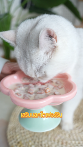 [ ซื้อ 24 สําหรับ 6 แพ็ค ] Bite Of Wild 70g อาหารแมวแบบเปียก จากนมแพะและเนื้อสัตว์นิวซีแลนด์  0% Lactose. ช่วยดูแลระบบภูมิคุ้มกันและระบบย่อยอาหาร