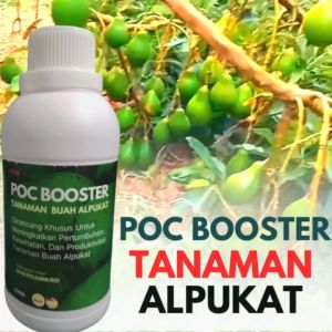 Pupuk Perangsang Buah Alpukat: Tips & Manfaat