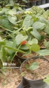 Tanaman Hias Murah Anthurium Bunga Merah