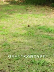 TAFUMAN | Bộ Dụng Cụ Ăn Bàn Có Thể Sử Dụng Một Lần Chống Nóng Độ Bền Cao