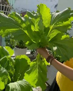 [ TOP BÁN CHẠY ] Hạt giống cải bẹ mào gà gói 20 gram