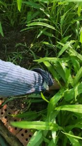 KANGKONG SEEDS WATER SPINACH FAST & EASY GROWER