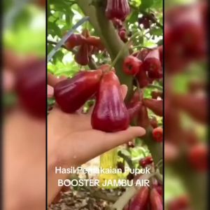 PUPUK BOOSTER JAMBU AIR ISI 250Gr pupuk organik pemanis pelebat dan pembesar tanaman jambu air