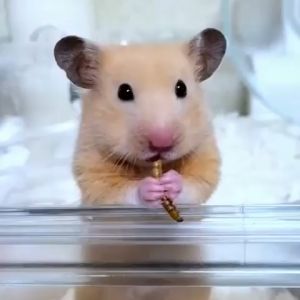 Dried Mealworm 280ml / 650ml /1100ml Protein food Mealworm Non-GMO Treats Hedgehog Sugar Glider Hamster Snack Bird Hedgehog(READY STOCK)