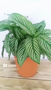 Tanaman Hias Daun Calathea Vittata: Panduan Lengkap