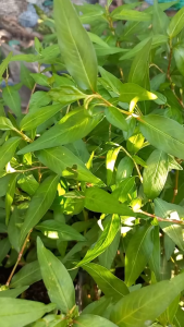 Daun Kesum Segar 500 Gram – Rempah Aromatik Khas Asia Tenggara | Wangi Tajam & Siap Olah Masakan