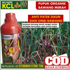 Pupuk Bawang Merah Musim Hujan BIO SUPER KCL Jaga Bawang Merah Anda Tetap Lebat dan Besar