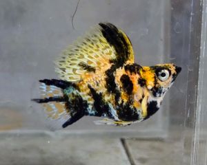 Red Head High Fin Balloon Molly Fish(Male) 红头短身气球茉莉鱼(公)❗️(Not random fish）❗️Fish same as order❗️41