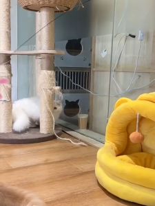 Mainan Kucing Interaktif Batang Teaser Kucing Reka Bentuk Cangkuk Boleh Tukar Suction Kuat Mudah Digunakan Bahan Mesra Alam Pelbagai Gaya Permainan Bulu untuk Kucing Tahan Lasak Mainan Kucing Kreatif Boleh Laras Batang Lentur untuk Kucing.