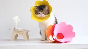 ปลอกคอกันเลียแบบนิ่ม ปลอกคอกันเลีย ปลอกคอฟองน้ำ ปลอกคอแมว ปลอกคอแมว ไซร์ S M สินค้าพร้อมส่งในไทย