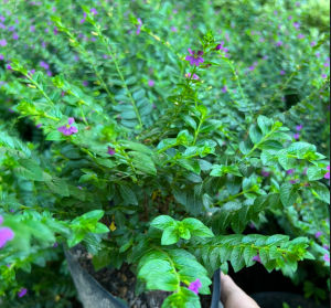 Cây cẩm tú (mua từ 5 cây trở lên tặng thêm 1 cây)