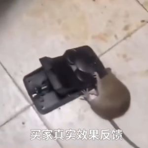 ที่ดักหนูแบบสปริง อุปกรณ์ดักหนู เหยื่อดักหนู สารกำจัดหนู กับดักหนูสปริง mouse traps ใช้ซ้ำได้ ความไวสูง