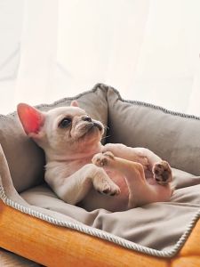 Dog Bed / Dog Cushion/ Pet Bed / Cushion Bedding / Washable