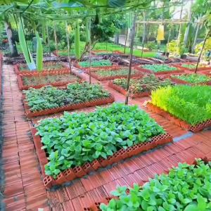 Combo 2 gói Hạt giống hoa triệu chuông mix màu(gói 100 hạt)
