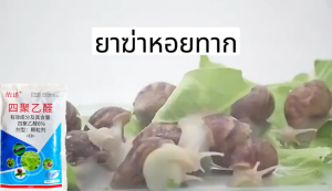 หอยทากตายหมดแล้ว ยาฆ่าหอยทาก 500g ฆ่าหอยทาก ไม่ทำร้ายผัก100% ยาฆ่าหอย 1 ถุงฆ่า10000หอยทาก ยาฆ่าหอยทาก ยาหอย