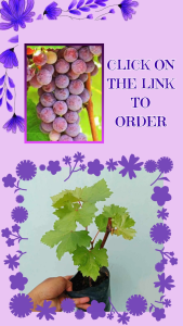 Premium Catawba Grapes live Plants - Large Bud Garden Flower Bulb good Condition