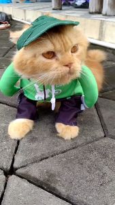 BAJU KUCING KARAKTER GRAB GOJEK LUCU GEMES