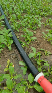 Sydneywind-PE สายพานไมโครสเปรย์ ไมโครสเปรย์เข็มขัด 1-3นิ้ว 100/200ม. สายส่ง สาย ยาวตลอดเส้น ใช้ส่งน้ำระบบเกษตร ไม่มีรอยต่อ ไม่มีตะเข็บ น้ำหนักเบา ม้วนพับง่าย