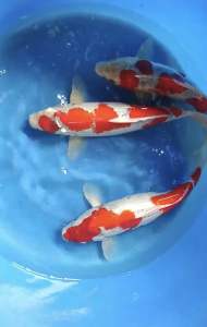Japan Goshiki 38cm from Maruhiro Farm  RM2500 per koi