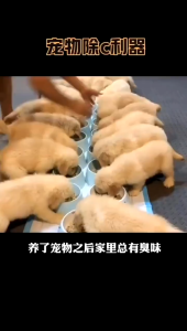 สเปรย์ดับกลิ่นสัตว์เลี้ยง 500มล. สเปรย์ดับกลิ่นสำหรับสุนัขและแมว 24 ชั่วโมง ดับกลิ่นอุจจาระและกลิ่นอับ