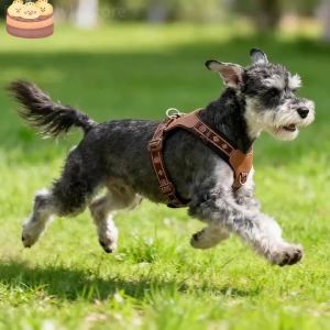Reflective Breathable Dog Harness Adjustable Soft Pet Chest Vest With Leash For Small Medium Puppy Outdoor Walking