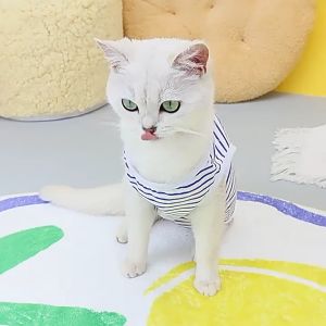 PE-887 ชุดแมวกันเลีย ทำหมัน ป้องกันเลียแผลหลังผ่าตัด ผ้านิ่มใส่สบาย ราคาถูก พร้อมส่งสุขภาพสัตว์
