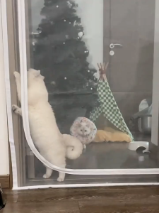 🐈อัพเกรดใหม่ล่าสุด 2025🐈 ม่านประตู แมวและสุนัขไม่สามารถข่วนได้ ผ้าม่าน ซิปสองทางทั้งภายในและภายนอก ม่านกันยุง ม่านประตู การระบายอากาศ มุ้งประตู ม่านติดประตู ม่านกันยุงปรตู ม่านกันยุงปรตู ม่านกันยุงตู ม่านประตูกันยุง ม่านแม่เหล็กกันยุง ม่านกันยุงประตู