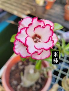 Mini Adenium Obesum Bonsai ID Mi Shi 米柿 迷你富贵花
