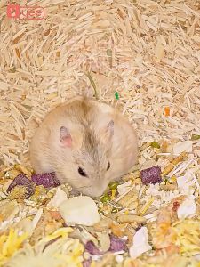 Cute Q  Degradation of odor aspen bedding  habuk kayu hamster hamster bedding/Habuk Kayu/Shj KEGUNAAN UNTUKarnabhamster
