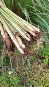 (พร้อมส่ง)ต้นตะไคร้แกง ต้นพันธุ์ตะไคร้ ติดรากพร้อมปลูก