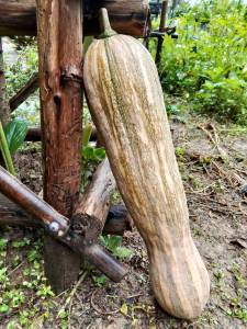 เมล็ดพันธ์ุฟักทองเงือกสองใจ 10 เมล็ด  ราคา 150  บาท เมล็ดพันธุ์ผสมเกษรเเบบเปิด