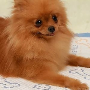 Pet Changing Pad for Cat Kitten Dog Puppy Pets Training Mat - Size S/M/XL (26/50/100 g/piece 80/40/20 pcs/pack)