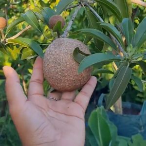 Pohon Bibit Sawo Jumbo Bibit Super Unggul