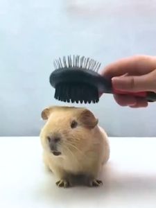 PAW HERO (VARIATION) Dog Brush Double Sided Dog Comb Grooming Double Sided Dog Pin Bristle Brush (Large)