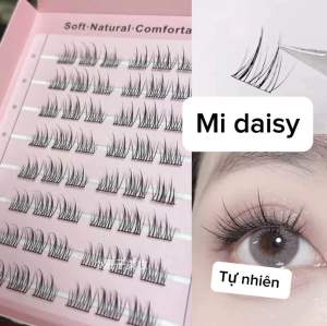 Mi katun daisy tạo fan sẵn ( tặng keo 25k )