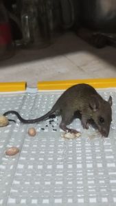 LEM TIKUS CAP GAJAH DIJAMIN SUPER LENGKET DAN JUGA KEMASAN BARU JEBAKAN TIKUS