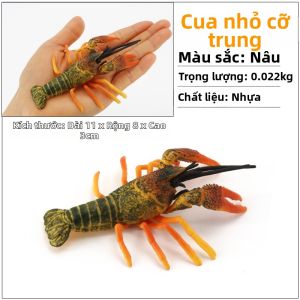 Mô Hình Sinh Vật Biển Thực Tế