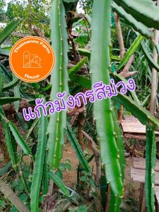 ท่อนพันธ์ุแก้วมังกรสีม่วง-ขาว-เหลือง 1 ท่อน ยาว 20-30 ซม.#แก้วมังกร#แก้วมังกรสีม่วง-ขาว-เหลือง