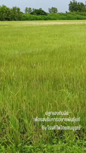 ข้าวกล้องไรซ์เบอร์รี่ 1 กก. ตราลิ้นจี่ — เพื่อสุขภาพ มีอย.ด้วยนะ 🌾