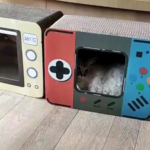 Cat House Scratching Board Adult Kitten All Stages Pet Accessories