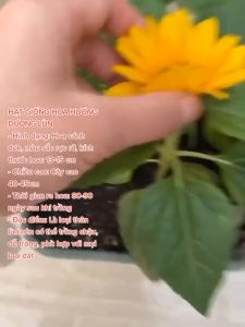 Hạt giống hoa hướng dương lùn vàng - 30 hạt/gói