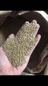 Hạt Láng Cho Chim Cảnh – Thức Ăn Dinh Dưỡng Cho Vẹt Bồ Câu Chào Mào Yến Phụng