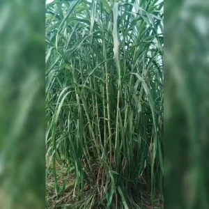 หญ้าเนเปีย พันธุ์หญ้าเนเปียร์ท้ายเขื่อน 50ท่อน หญ้าเนเปียร์สด เนเปียท้ายเขื่อนชุปเปอร์ลิฟ