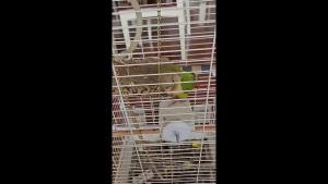 Ice Cream Shaped Parrot Perch Frosted Volcanic Stone Bird Stand Durable ABS Material Multifunctional Bird Platform for Beak