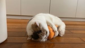 Catnip Fish — The Ultimate Plush Toy for Happy Cats