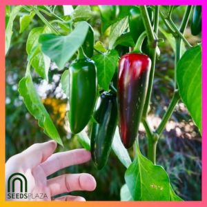 SeedsPLAZA™ - Jalapeno Seeds for Planting Vegetable Plants (5 Seed) Organic Hot Siling Plant for Pots