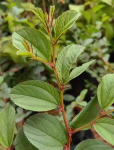 Pohon Bidara Arab /Memiliki Banyak Manfaat